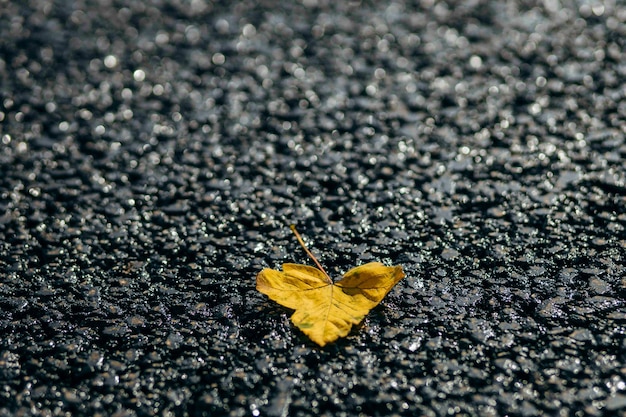 Autumn leaves on asphalt road