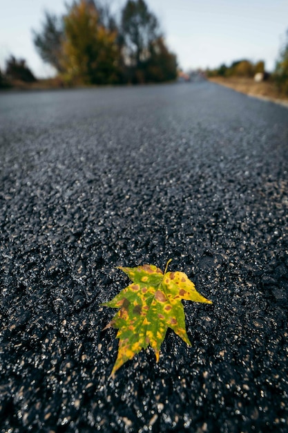 Autumn leaves on asphalt road