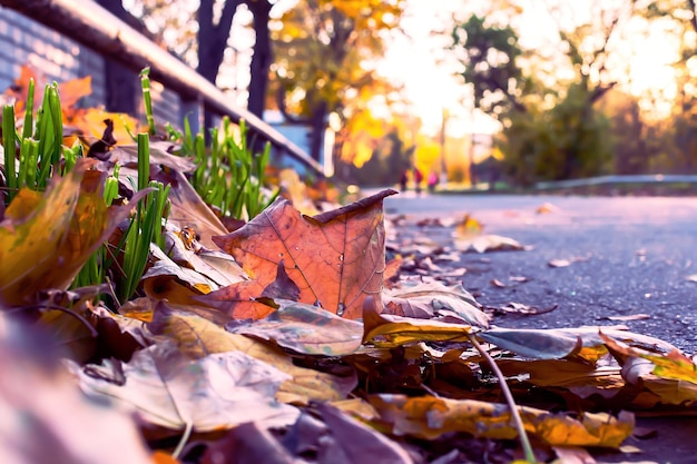 写真 公園の縁石に紅葉。高品質の写真