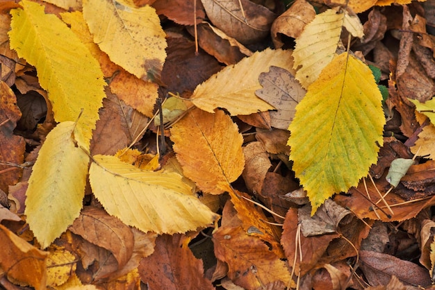 秋の紅葉の背景秋の色とりどりの葉秋のカエデの葉花の秋の背景森の地面に秋の葉