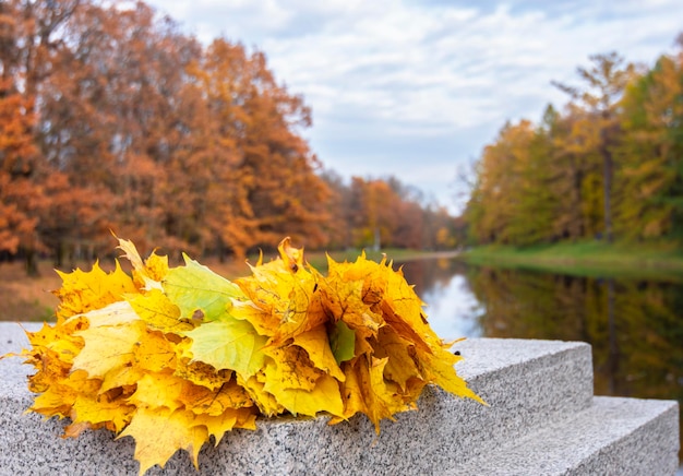 Autumn leaves on the background of the autumn landscape in the Catherine Park Pushkin Tsarskoye Selo St Petersburg Russia