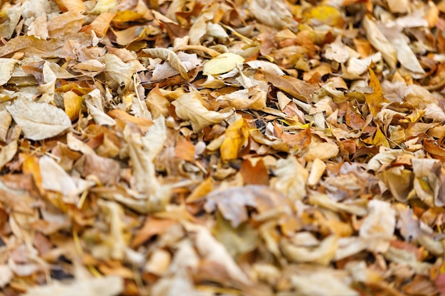 Autumn leaves background fallen leaves on ground