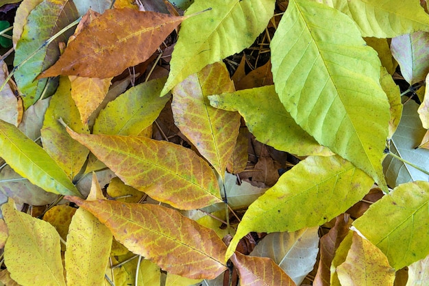 Autumn leaves background green yellow red day