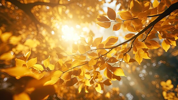 Photo autumn leaves on the background of the sun in the forest