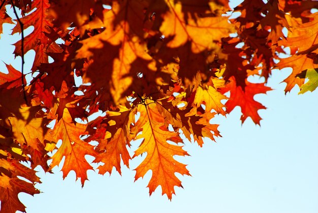 Autumn leaves background in sunny day