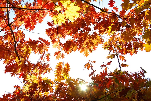 晴れた日の紅葉背景