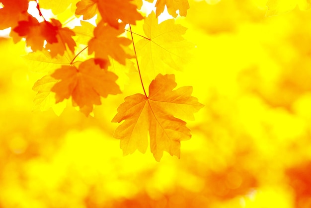 Autumn leaves background in a sunny day