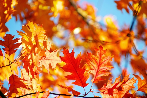 Sfondo di foglie di autunno in una giornata di sole