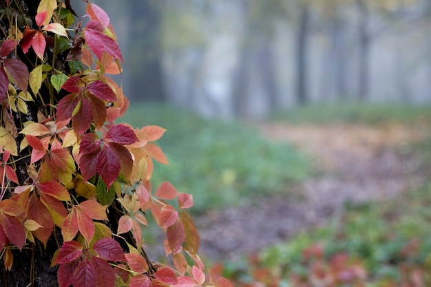 Autumn leaves on a background of trees in the park