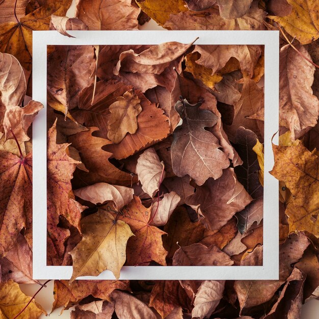 Autumn leaves background with white rectangular frame superimposed over the foliage in square format conceptual of the changing seasons