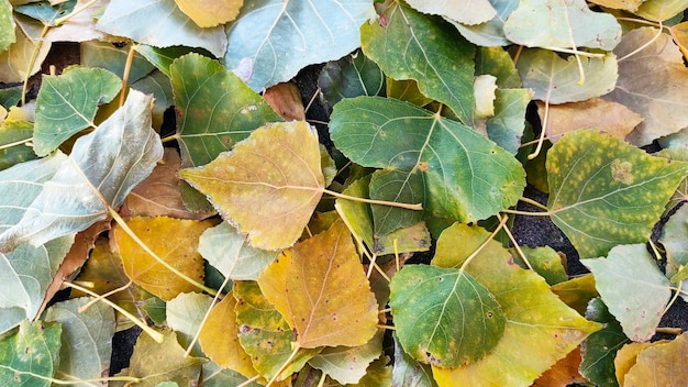 autumn leaves background Yellow fallen leaves on the ground Autumn came