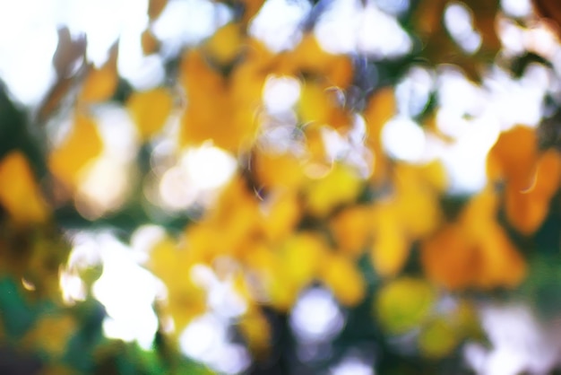사진 가 단풍 배경 / 가 공원에서 노란색 단풍 떨어지는 나뭇잎과 나뭇가지입니다. 흐리게 배경 개념이을. 따뜻한 날씨. 오렌지 단풍으로 덮인 나무의 가지.