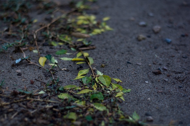 Autumn Leaves Background