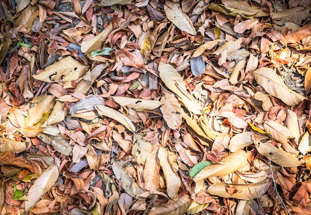 Autumn leaves background