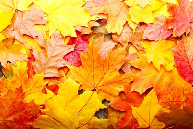 Autumn leaves background