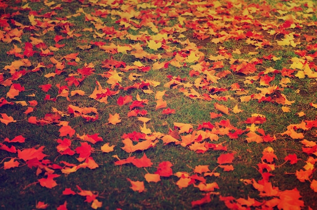 秋は、背景の葉