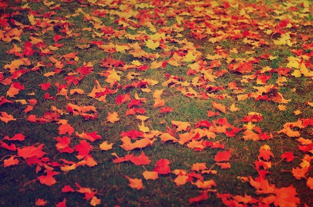 Autumn leaves background