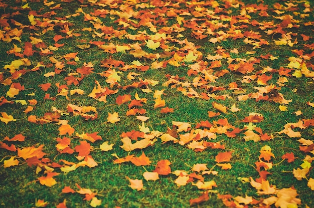 Foglie di autunno sfondo