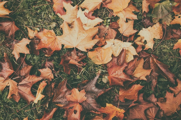 Autumn leaves background