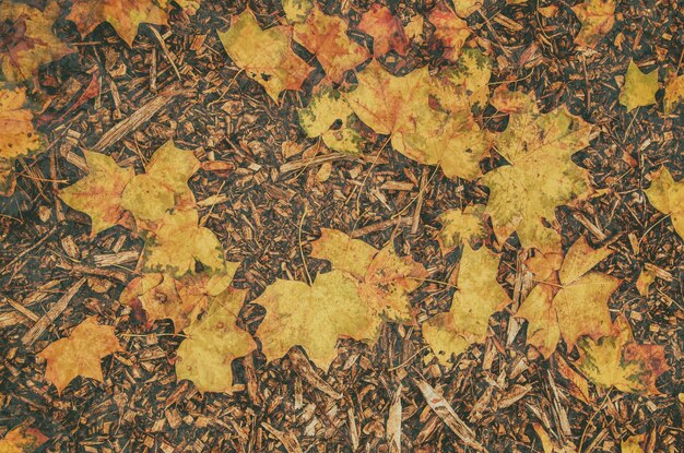 Autumn leaves background