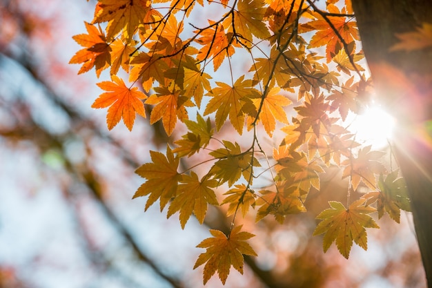 Autumn leaves background