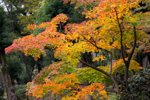 단풍 배경