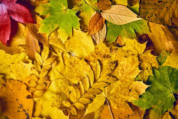 Autumn Leaves Background