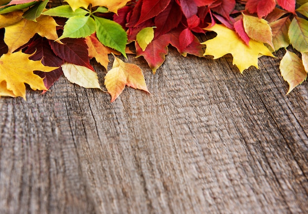 autumn leaves background