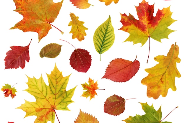 Autumn leaves background