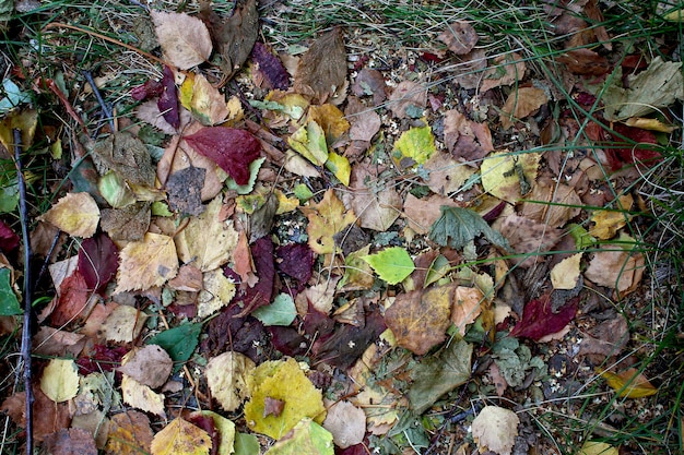 Autumn leaves background