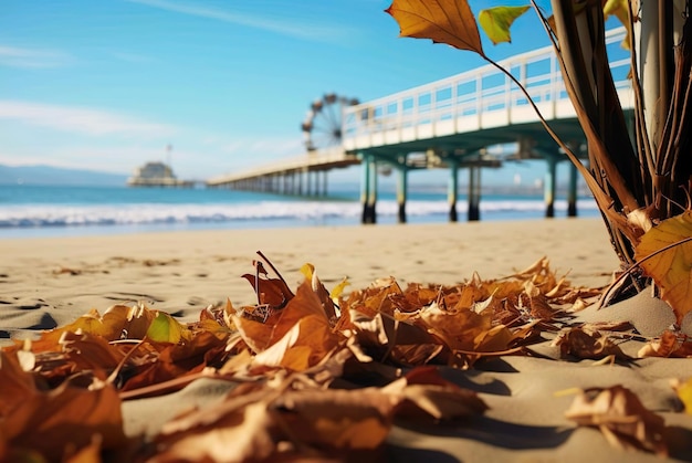 Autumn leaves at the beach with ferris wheel on the background
