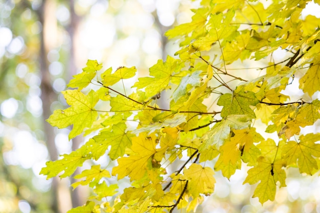 Осенние листья. Красивые желтые листья клена. Ветви дерева