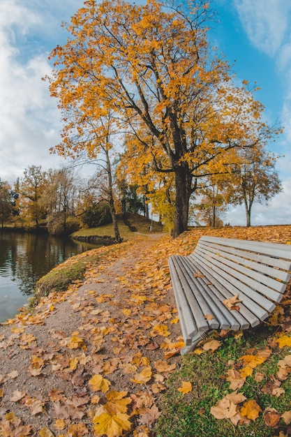 Foto foglie d'autunno su una panchina nel parco