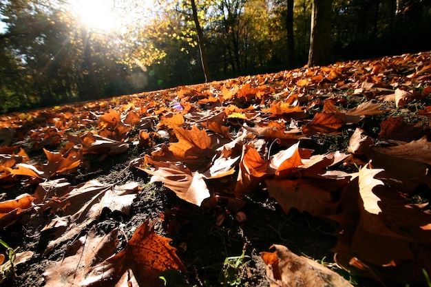 Фото Осенние листья берлин германия