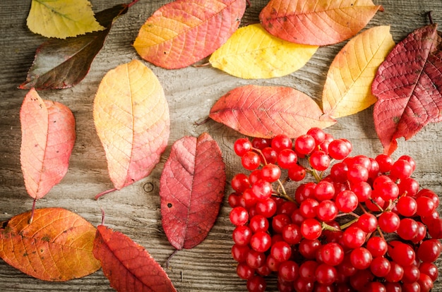 Autumn leaves and berries background