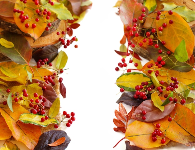 Autumn  leaves and berries borders solated on white