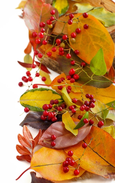 Autumn  leaves and berries isolated on white