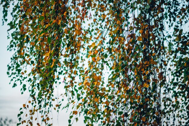 Autumn leaves of a birch tree