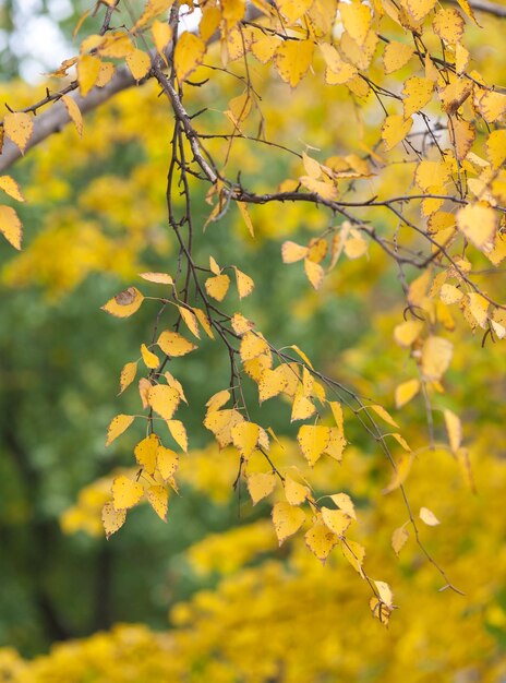 Autumn leaves of a birch tree