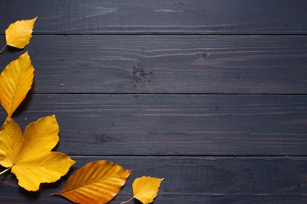 Autumn leaves on a black background copy space