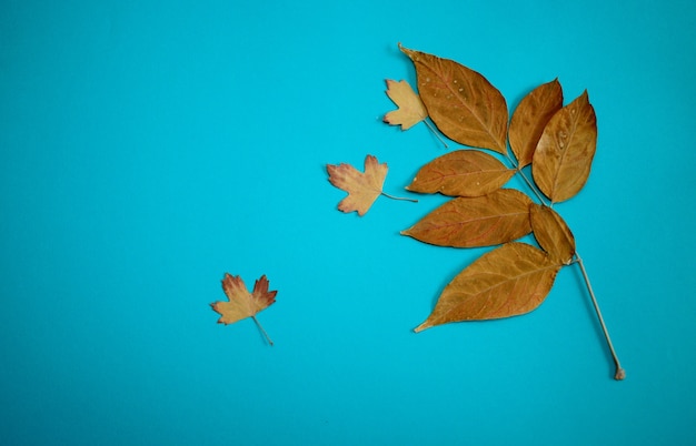 Foto foglie di autunno su sfondo blu