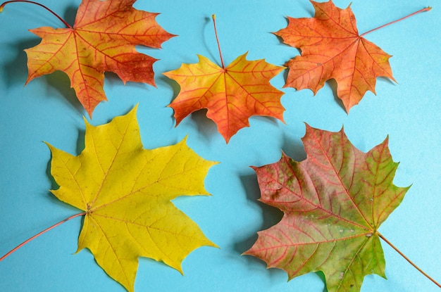 autumn leaves on a blue background