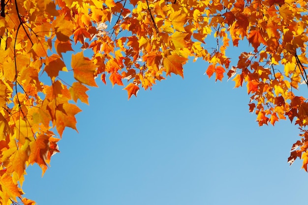 Foglie di autunno sul telaio del confine del cielo blu