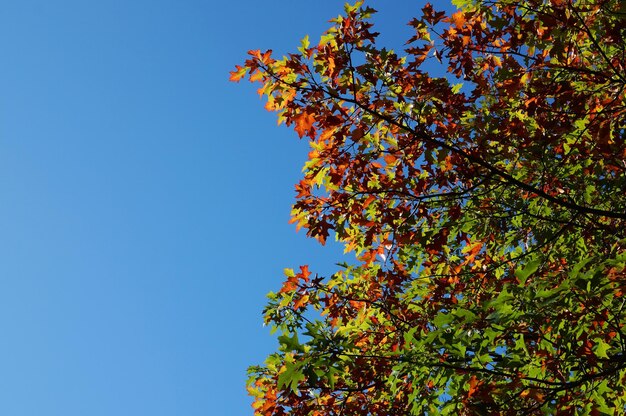 Autumn leaves and blue sky