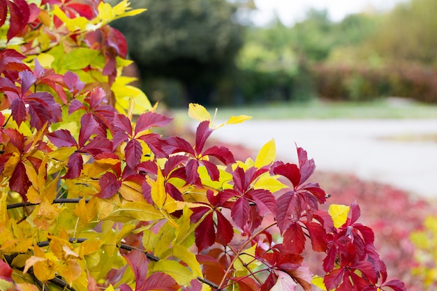 背景をぼかした写真、赤とゼリーの葉の紅葉。