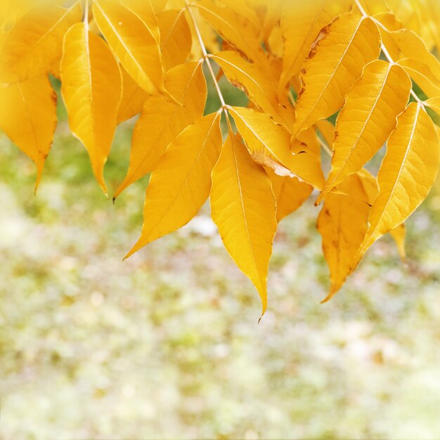 Autumn leaves on blurred nature. Copy space. Soft focus.