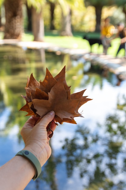 Foto fogli di autunno su esterno del bokeh