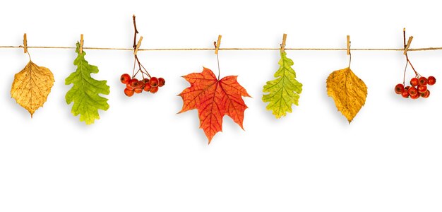 Autumn leaves and branches of mountain ash hang on twine, autumn concept