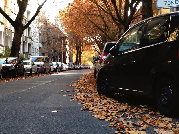 Photo autumn leaves and cars on street