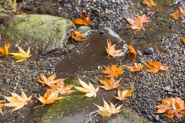 Autumn leaves change color